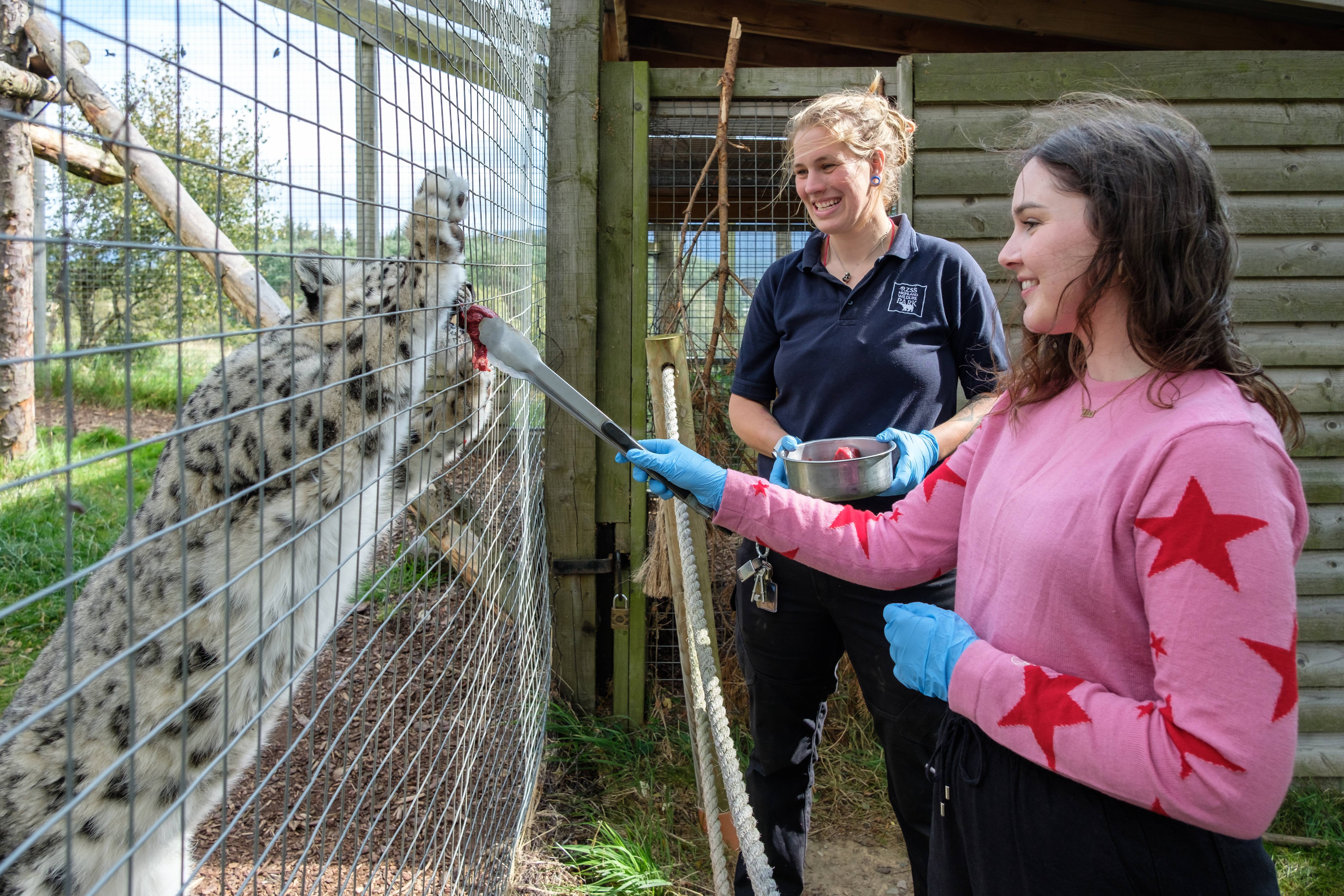 Snow leopard magic moment at Highland Wildlife Park. IMAGE: Robin Mair August 2024